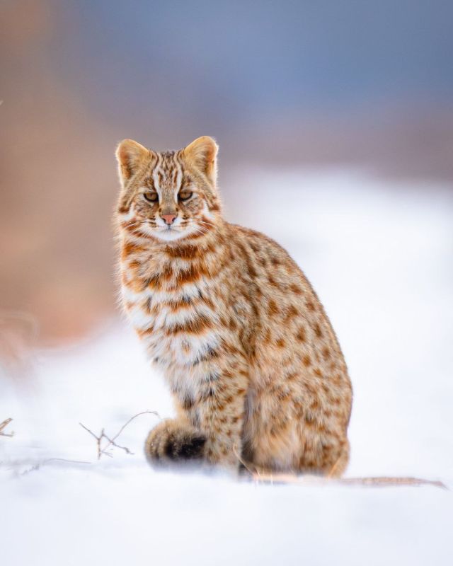 ��������� �������� ���� ������ ����� ����������� ������� ���������������� ������� ���� � ����� ������� ������������ �����������