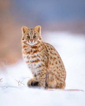 ��������� �������� ���� ������ ����� ����������� ������� ���������������� ������� ���� � ����� ������� ������������ �����������