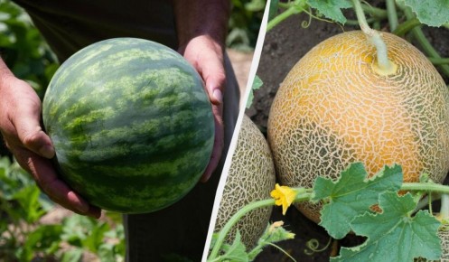 Определяем время сбора арбузов и дынь