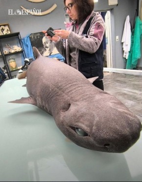 � ������� ����� ������ "�������" �����: