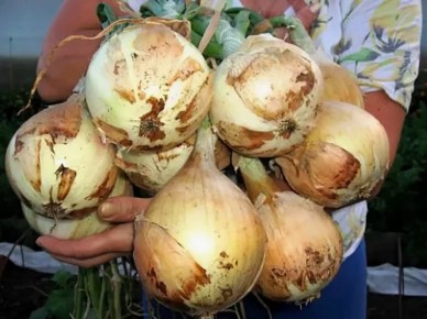 ��� ��������� ��������� ���: ������ �� ������� �����������