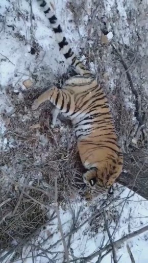 ��������� ����� � ������ ���� �������� � ���� ��������� ���������� ������