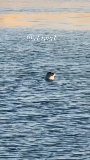 ����� �������� ������ � ������ ������������