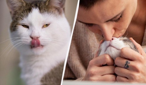 ������ ����� ����� ����� ������: ������������ ������� ����� ���������