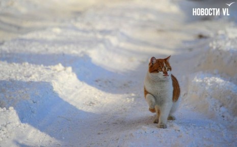 ������ ����, �����������. ���� ��������� ����������