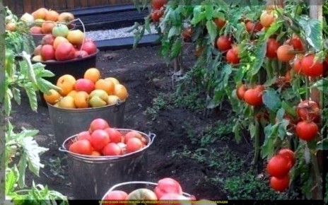 ������ ����� ������� ��� ��������� �����������