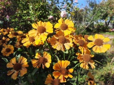 осенний уход за многолетниками: секреты подготовки к зиме