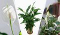 Как сохранить спатифиллум зимой: секреты ухода