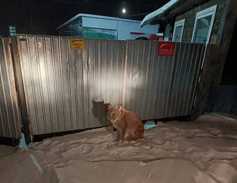 Дальнереченские полицейские поймали краснокнижную рысь и передали представителям Министерства лесного хозяйства