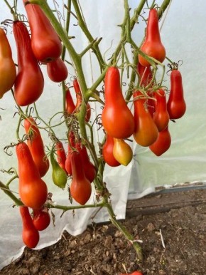 Томат Морской Конек: удивительная форма и запоминающийся вкус