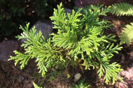 туевик: непризнанная звезда среди хвойных растений