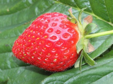 Выращивание клубники в горшках: просто и эффективно