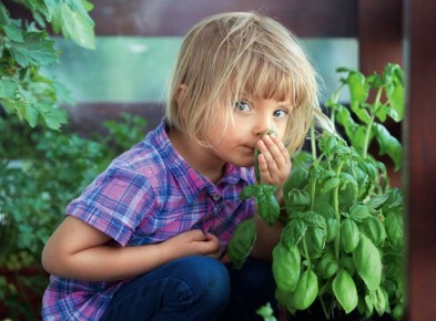 Ароматный мир базилика: выбираем лучшие сорта