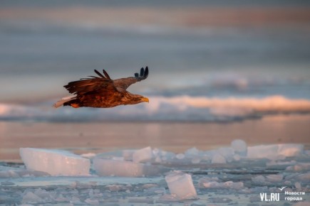 ��������� ������ ������ �� ������������ ����� ��������