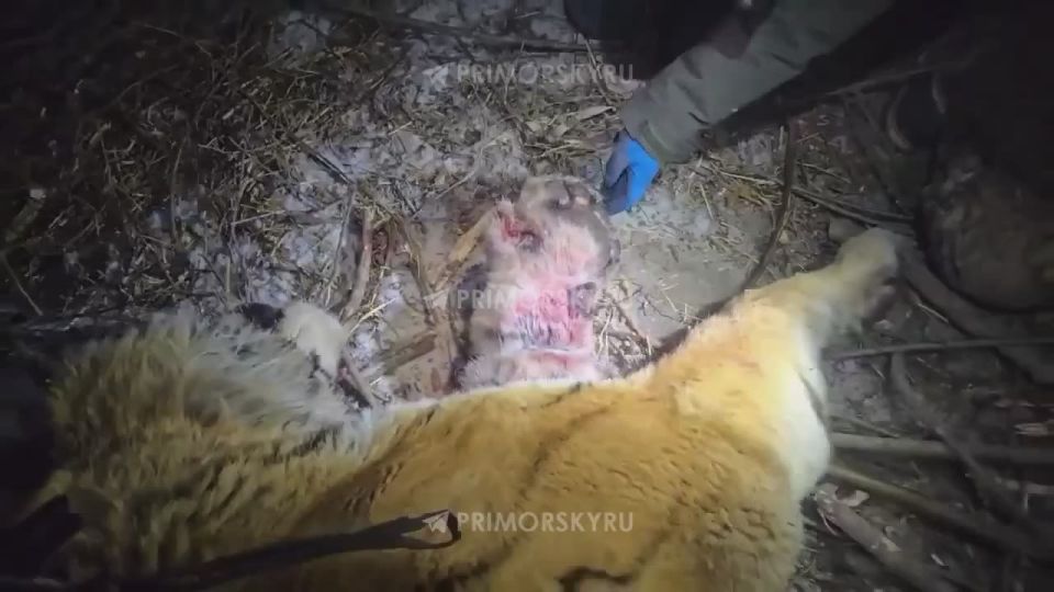 ��� ���� ������ �������� � ��������