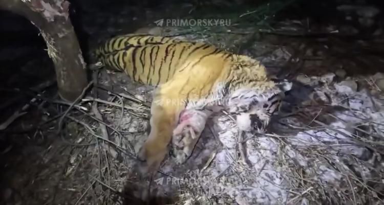 ����������� ����������� ����������� ���� ������� �������� �� ������ ���� �������� ������, ���������� ������ ���������� �������