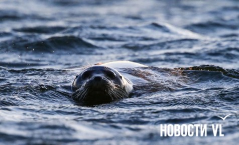 Доброе утро, Владивосток. Днём небольшая облачность