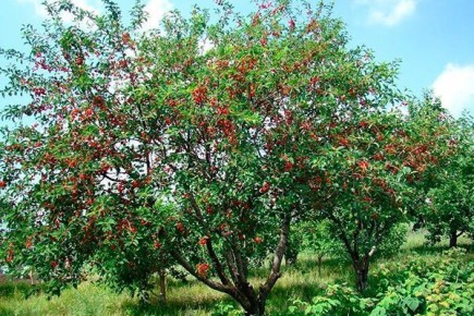 ������� �����: ��������� ���������� ������������ � �����