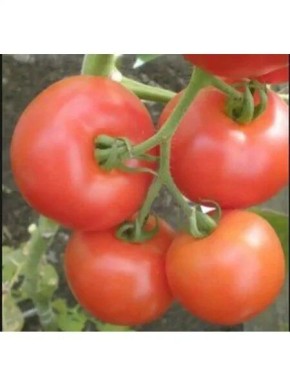 ����� ������: ��������� ���������� ������������ �������� ������ � �������