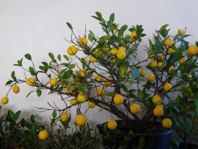 ����� ��������� ������ �� ������� ����� � ��������, ����� ���������� ����