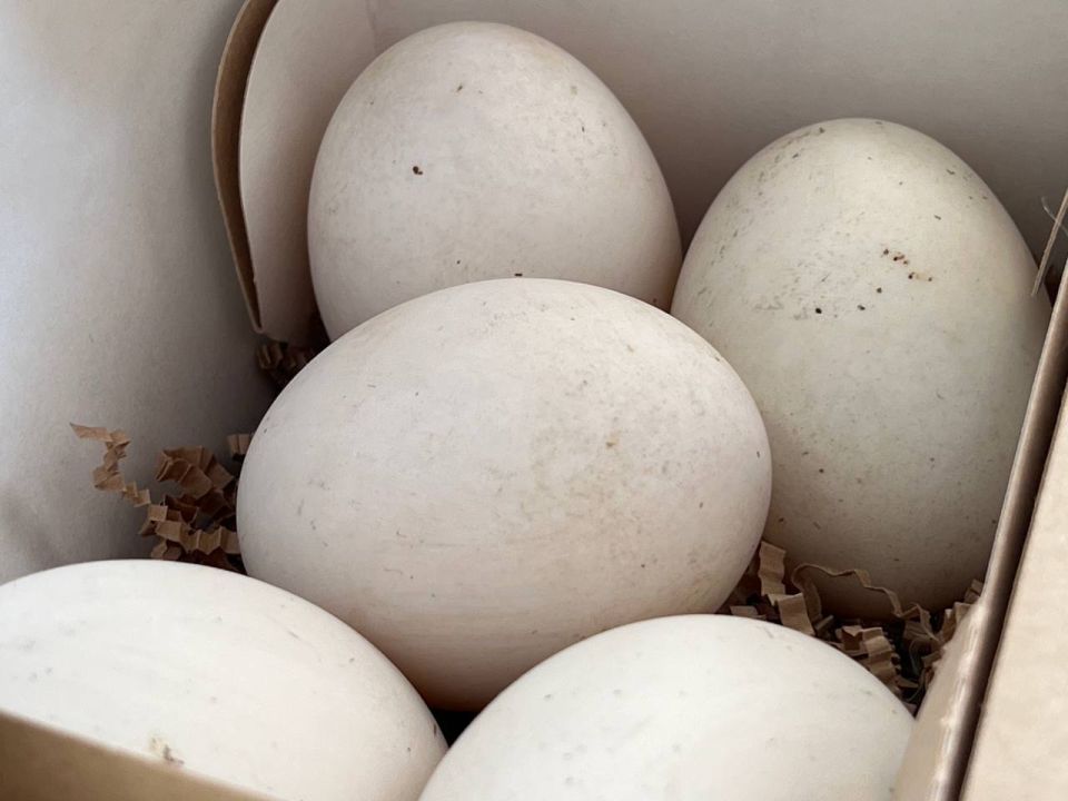 � �������� �������� ����������� �������������� ���� �� 5,5 ���� ������