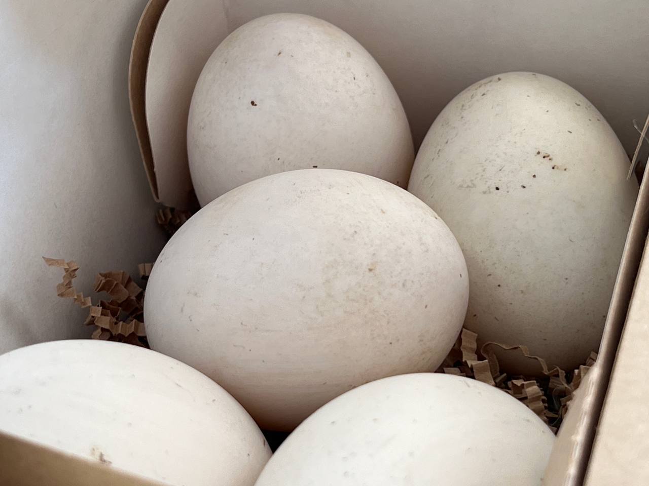 В Приморье построят репродуктор инкубационного яйца за 5,5 млрд рублей