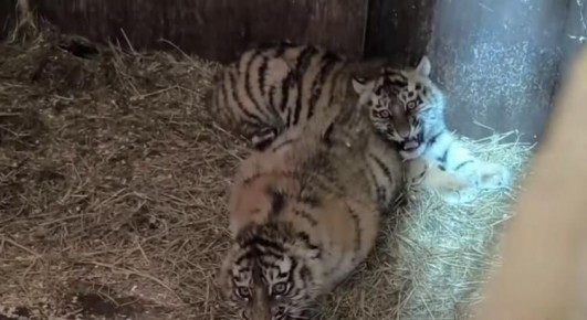 �������, ������������ � �������� ������ � ������ � ���������� ������, �������� ���� �� ��������