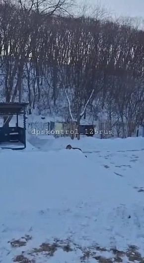 В Хасанском районе семья леопардов пробралась в один из дворов