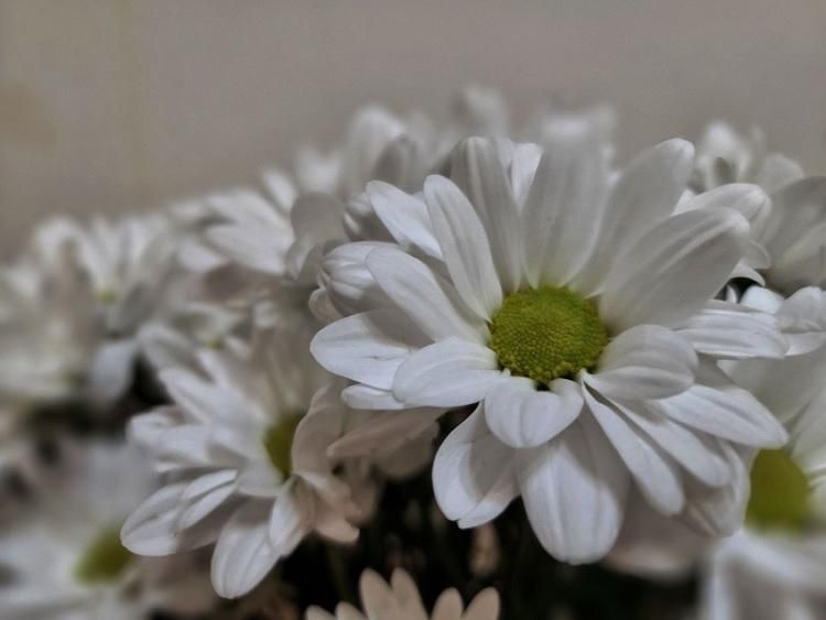 ���������� ��������������� ���������� ����������������� ����� ������ �� ���� ������ ������ ������ �� ����� ����� ����������� � ��� ��������� ���������� ������ (Frankliniella occidentalis Pergande), ����������� �����������...