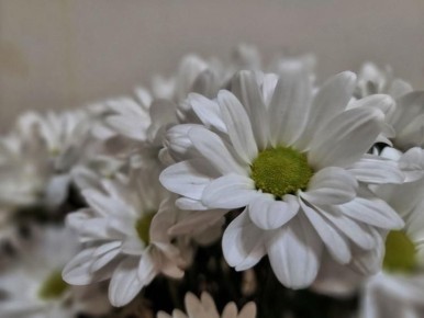 ���������� ��������������� ���������� ����������������� ����� ������ �� ���� ������ ������ ������ �� ����� ����� ����������� � ��� ��������� ���������� ������ (Frankliniella occidentalis Pergande), ����������� �����������...