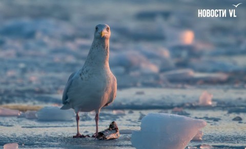 Доброе утро, Владивосток. Днём небольшая облачность
