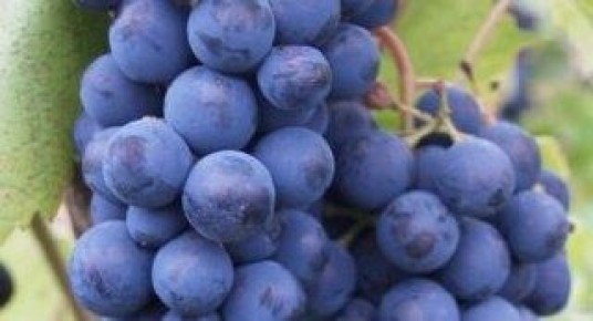 �������� � �������������� ��������, ������� ����� �� ��� ����