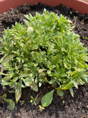 Как спасти алиссум от хулиганов и болезней: советы цветоводов