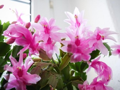 �������� �����������: ��� ������� ������ ��������� � ����������