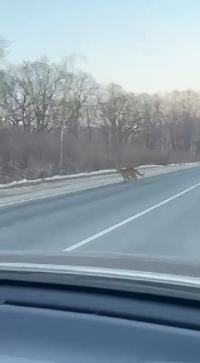 В районе Славянки на трассе заметили сразу двух тигрят, которые переходили дорогу
