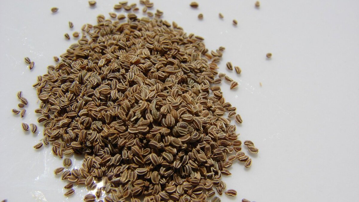 Как правильно выбрать семена для дачи: полезные советы