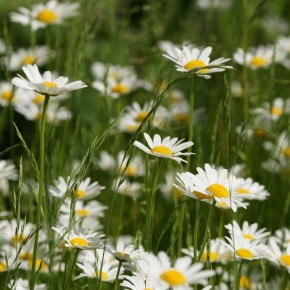 ��� ��������� �������� ����� ������ ��� ������ �� ����������