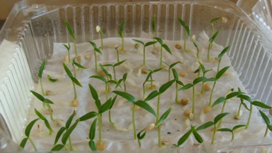 Как получить 95% всхожести семян всего за 72 часа: секреты успешного проращивания