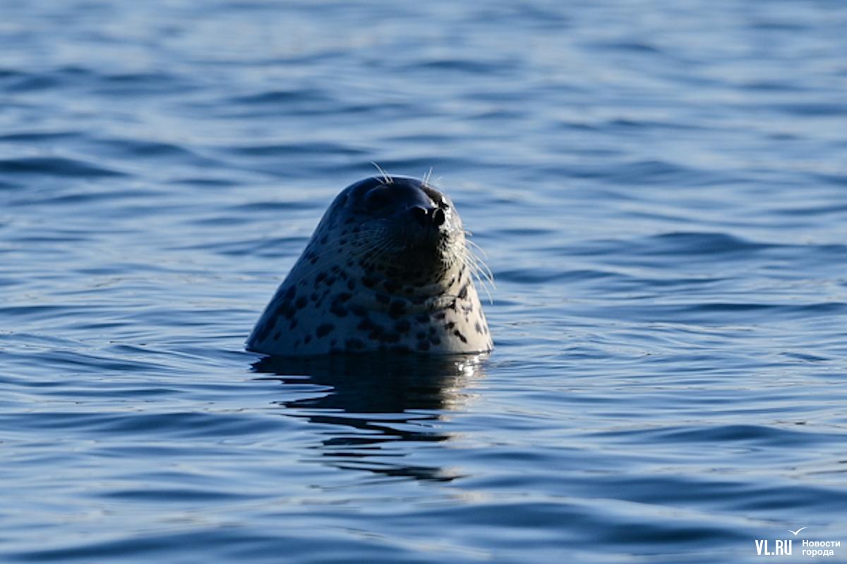 Доброе утро, Владивосток!. Сегодня воскресенье, 1 февраля