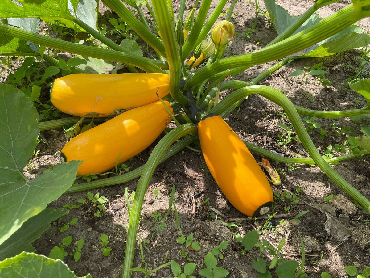 Как один особый кабачок способен увеличить урожай остальных