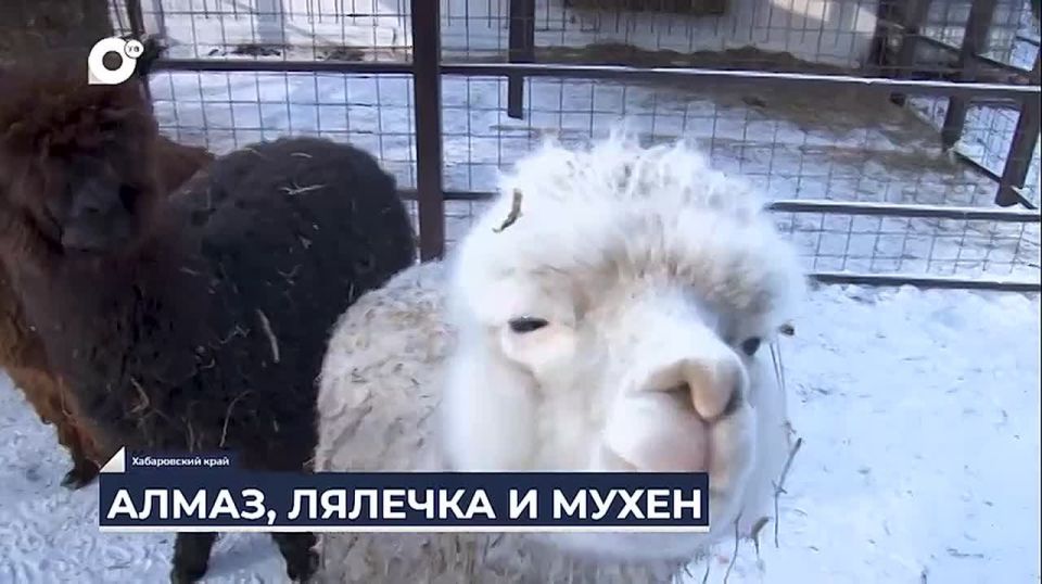 ����������� ����, ����, ��������� ���� � �������