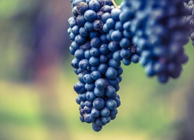 Как осенью посадить виноград: секреты успешного выращивания