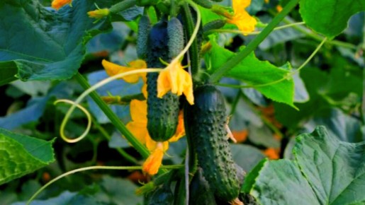 ��� ��� �������� ���� ���� ������ �� ���������� ��� ������ ���������� ��������� ��������