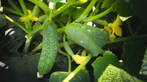 ��������� �������: ������� ��� �������� � �������� ������