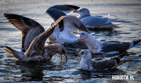 ������ ����, �����������. ���� ��������� ����������