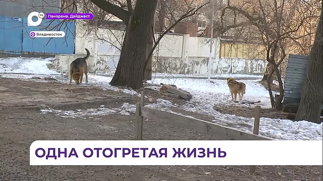 Во Владивостоке волонтёры помогли бездомному с Эгершельда