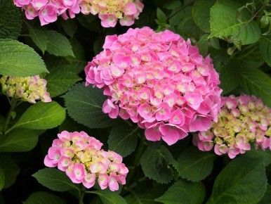 ��� �������� ������� ���������� ���� ���������