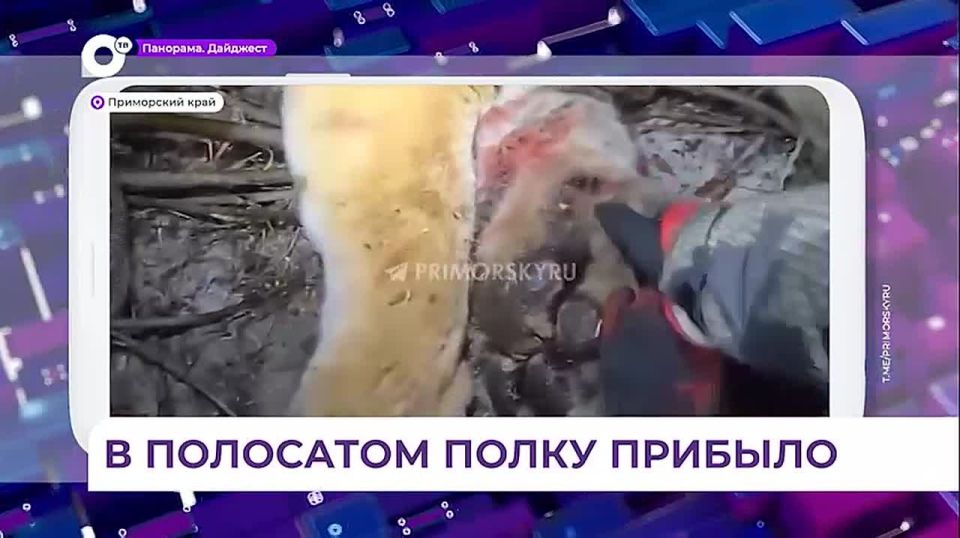 ��� ������ ������������ ����� �������� � ��������