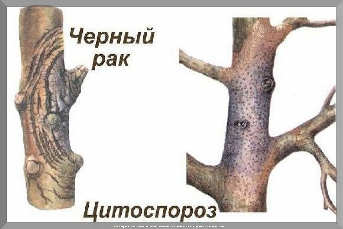 Как медный купорос поможет справиться с заболеваниями плодовых деревьев