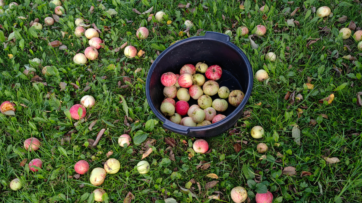 Как яблочная падалица помогла гортензиям расцвести ярче, чем когда-либо